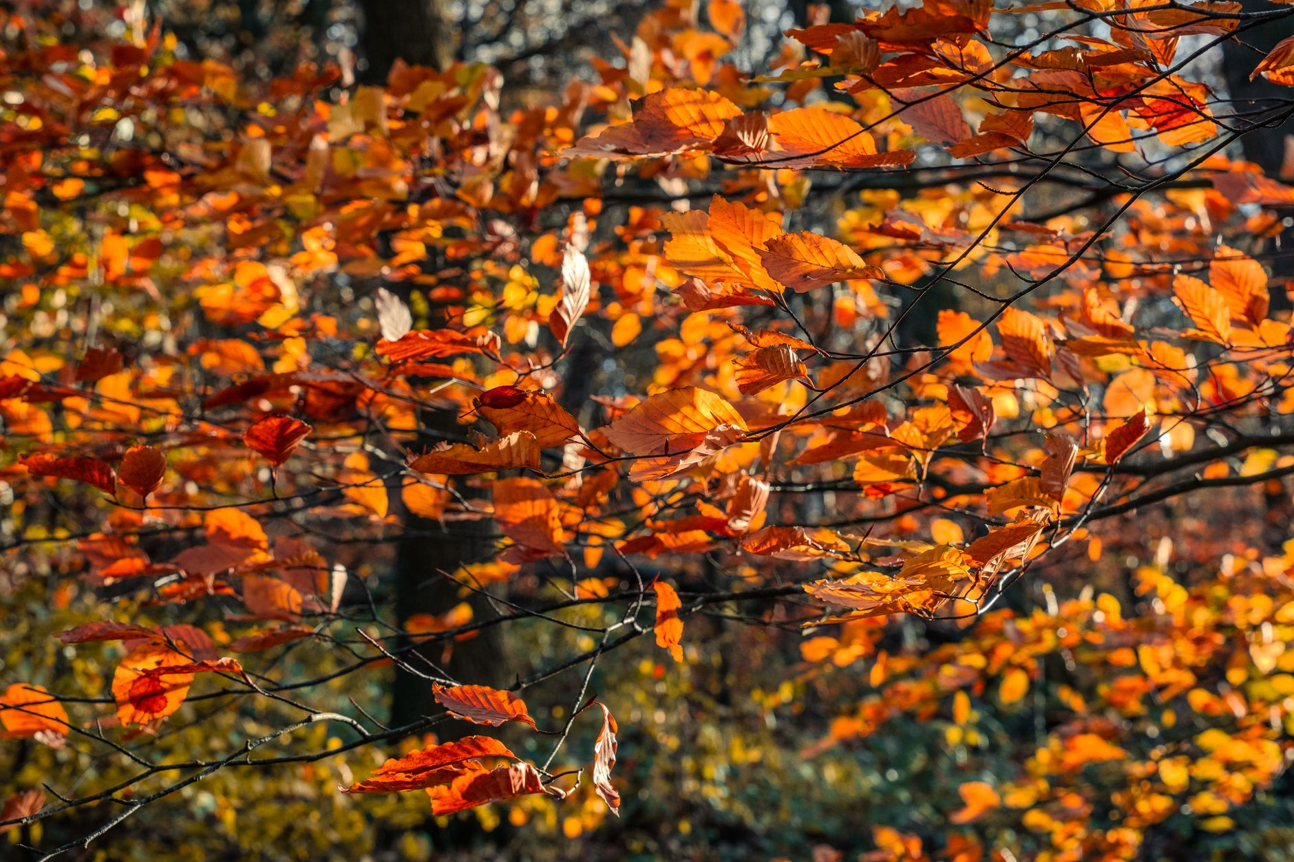 Pourquoi l'automne est la saison idéale pour parcourir la Route 66
